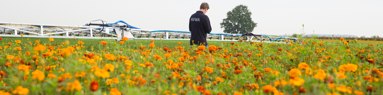 een foto van een NVWA inspecteur in een bloemenkweekveld - ter illustratie van de NVWA